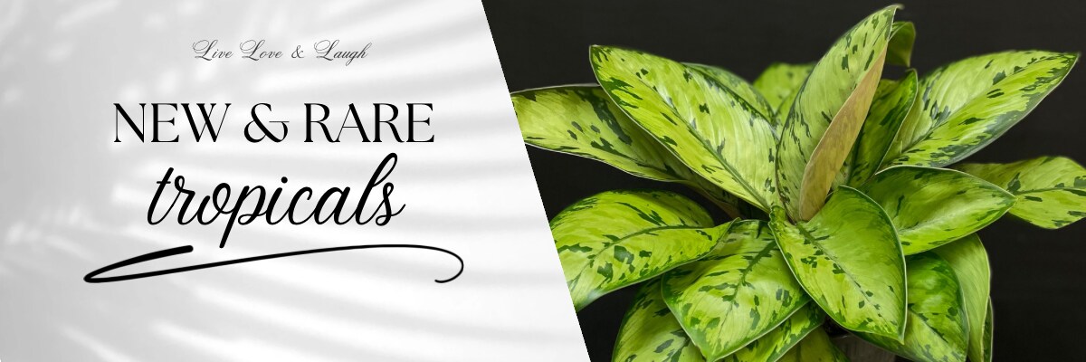 Flower Delivery to Belleville by Live, Love and Laugh Flowers, Antiques and Gifts